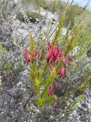 Short-leaved Heath (Erica brevifolia)