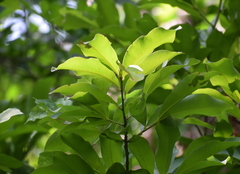 Ochna serrulata