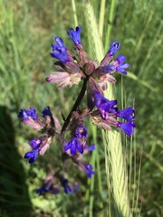Anchusa leptophylla