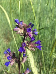Anchusa leptophylla