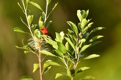 Myzomela caledonica