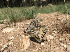 Zerynthia deyrollei