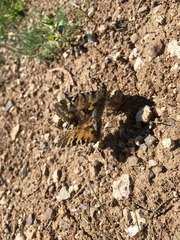 Zerynthia deyrollei