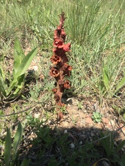 Orobanche anatolica