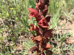 Orobanche anatolica