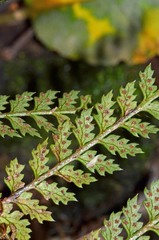 Polystichum silvaticum