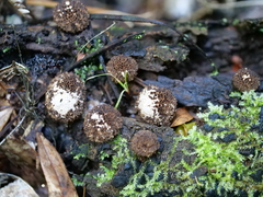 Lycoperdon compactum