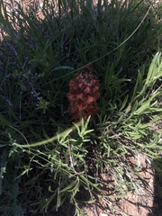 Orobanche anatolica