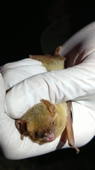 Lasiurus xanthinus