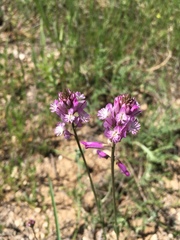 Polygala anatolica