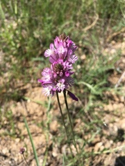 Polygala anatolica