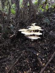 Armillaria limonea