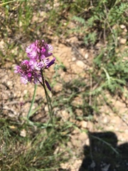 Polygala anatolica