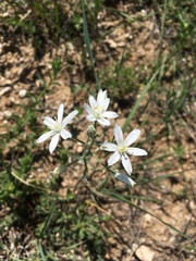 Ornithogalum oligophyllum