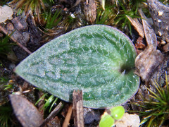Eriochilus