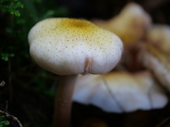 Armillaria limonea