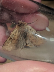 Diarsia mendica