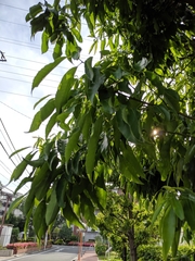 Quercus myrsinifolia