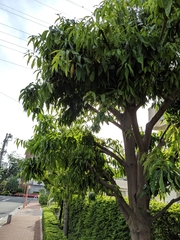 Quercus myrsinifolia