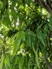 Quercus myrsinifolia