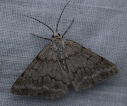 Pseudoterpna coronillaria