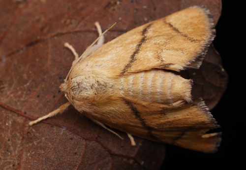 Apoda limacodes