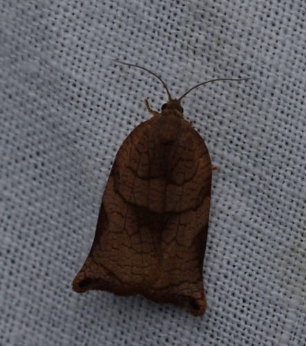 Archips podana