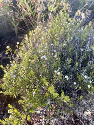 Leptecophylla tameiameiae observed 2024-06-26