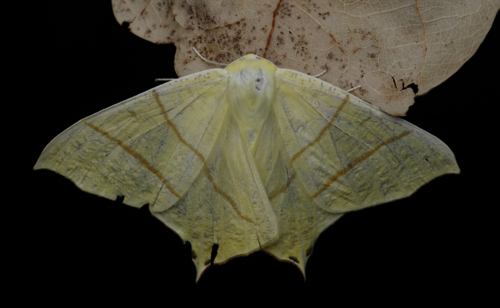 Ourapteryx sambucaria