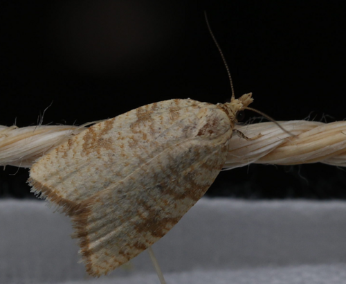 Aleimma loeflingiana
