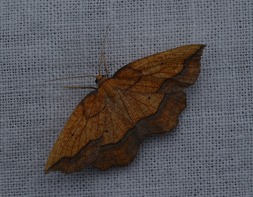 Epione repandaria