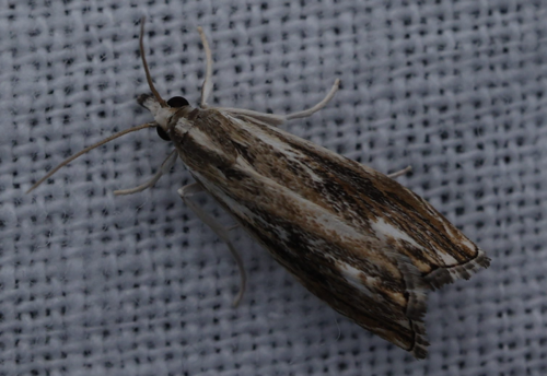 Catoptria verellus