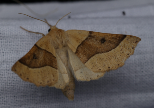 Crocallis elinguaria