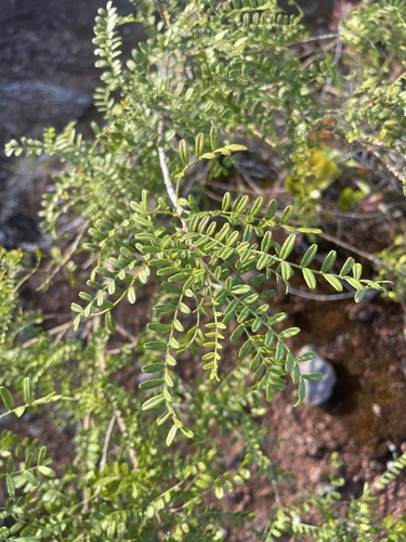 Sophora chrysophylla observed 2024-06-26