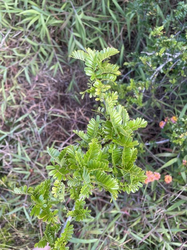 Osteomeles anthyllidifolia observed 2024-06-26