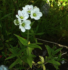 Cerastium maximum