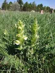 Acanthus hirsutus