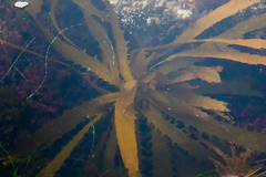 Eisenia arborea