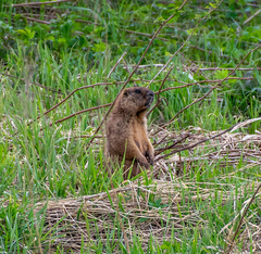 Marmota kastschenkoi