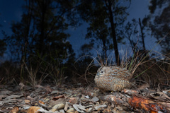 Brown Quail photo 3