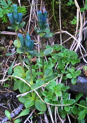Gentiana glauca