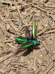 Chrysochroa fulgidissima