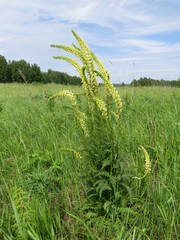 Pedicularis incarnata