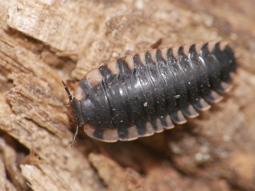 Raudonnugaris maitvabalis nuotrauka