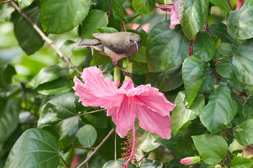 Seychelles Sunbird (Cinnyris dussumieri), photo 10