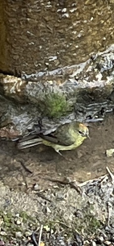 Orange-crowned Warbler