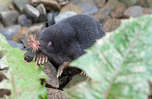 Star-nosed Mole