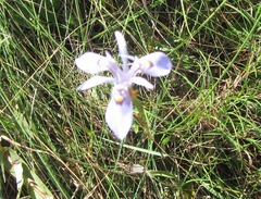 Moraea stricta