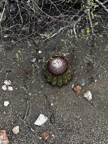 Melocactus stramineus