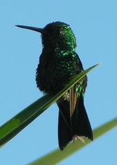 Blue-Tailed Emerald photo 3